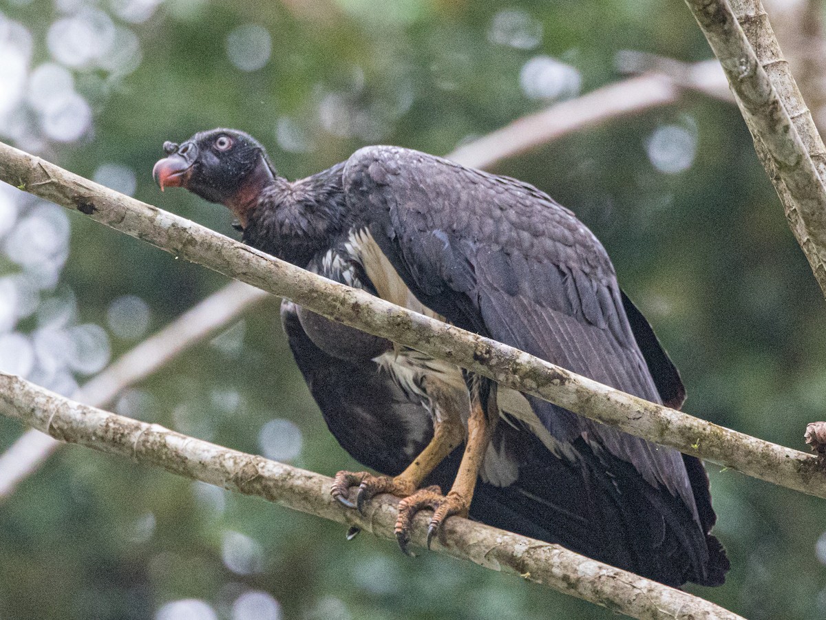 King Vulture - ML531644491