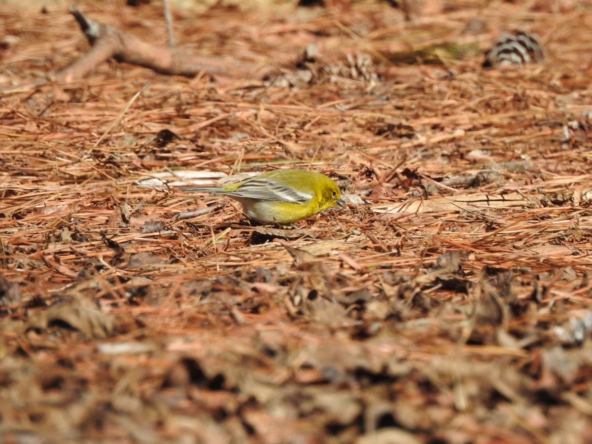 Pine Warbler - ML531644501