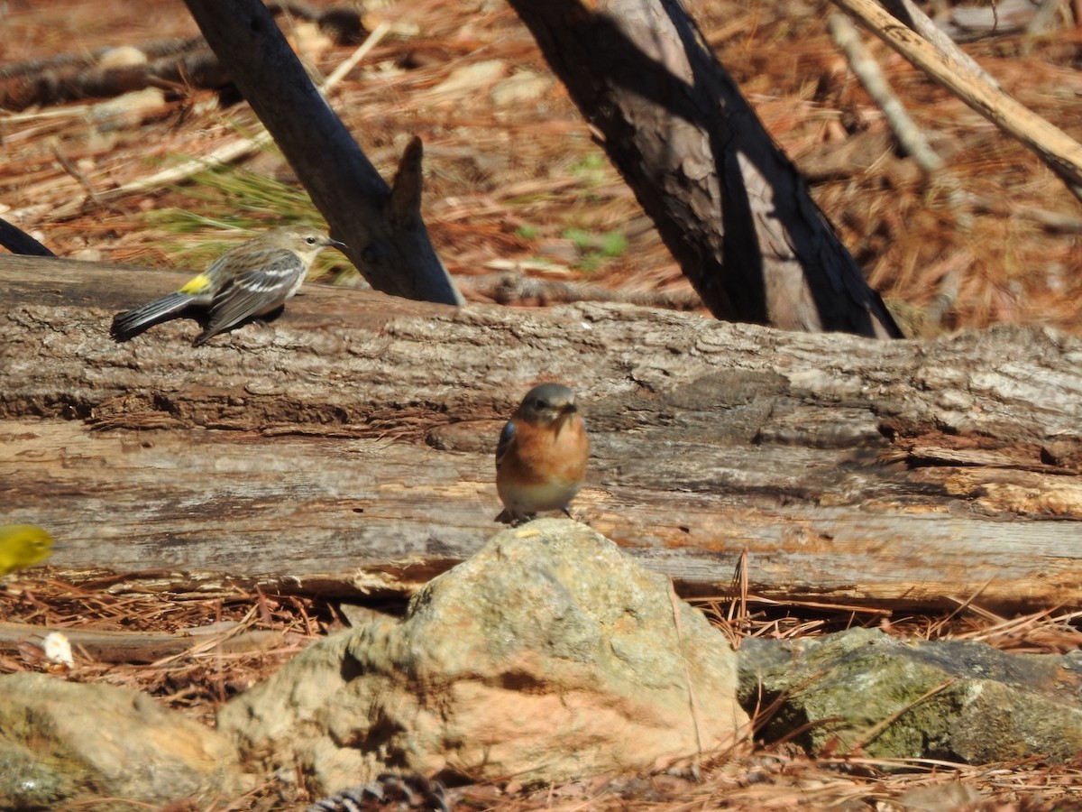 Eastern Bluebird - Bill Hooker