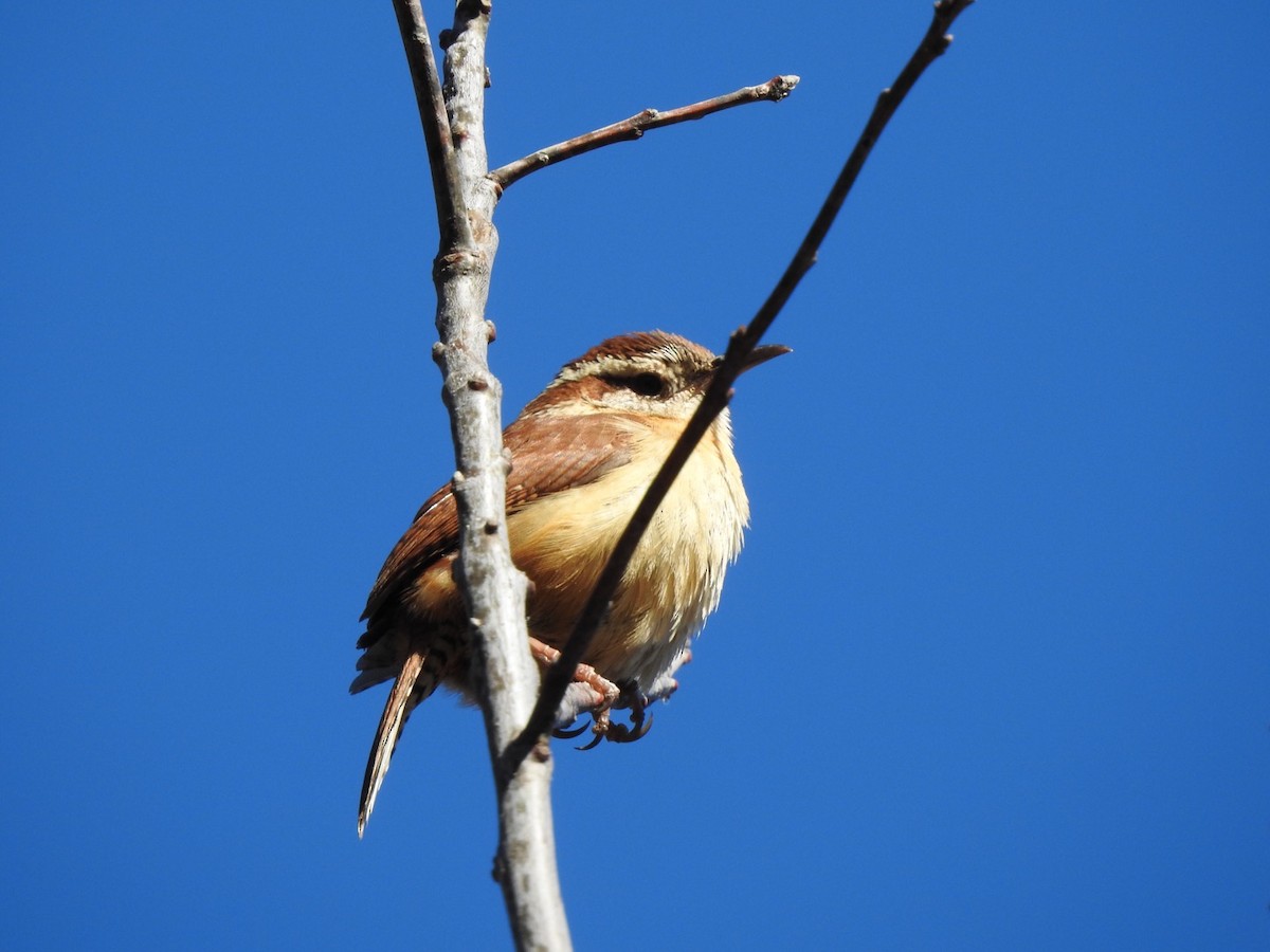 Carolina Wren - ML531644721