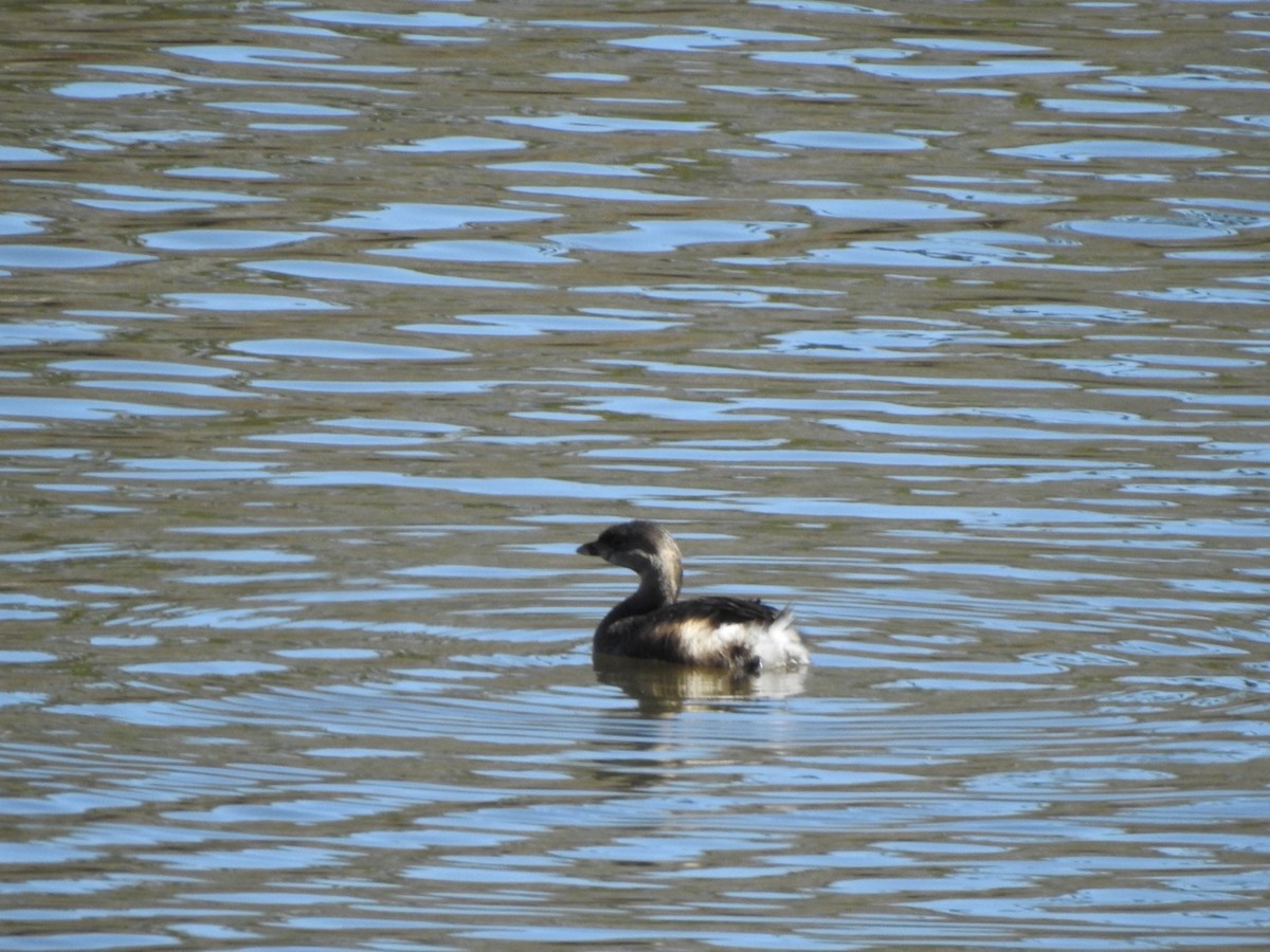 Pied-billed Grebe - ML531645131