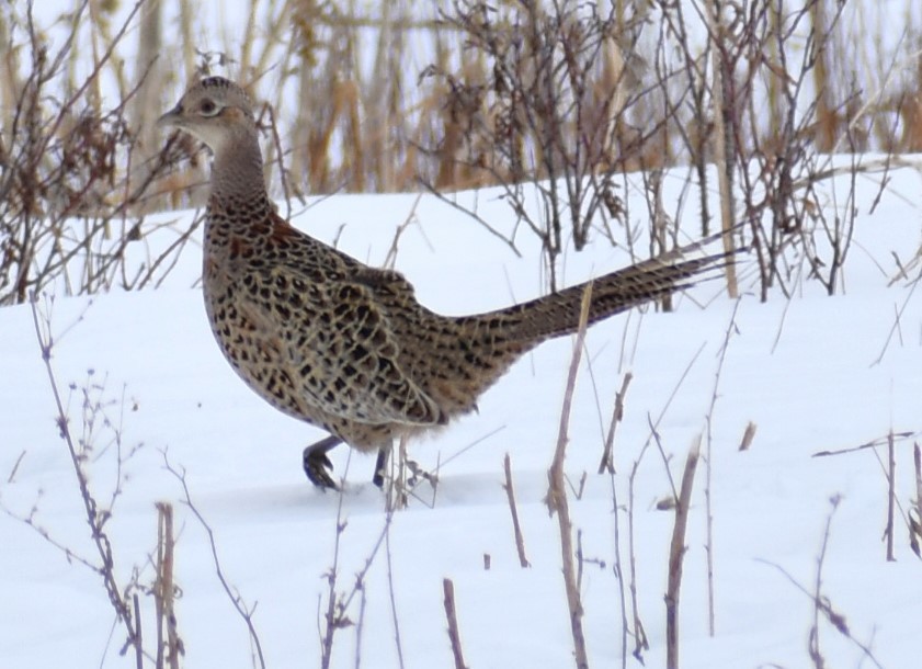 Ring-necked Pheasant - ML531645311