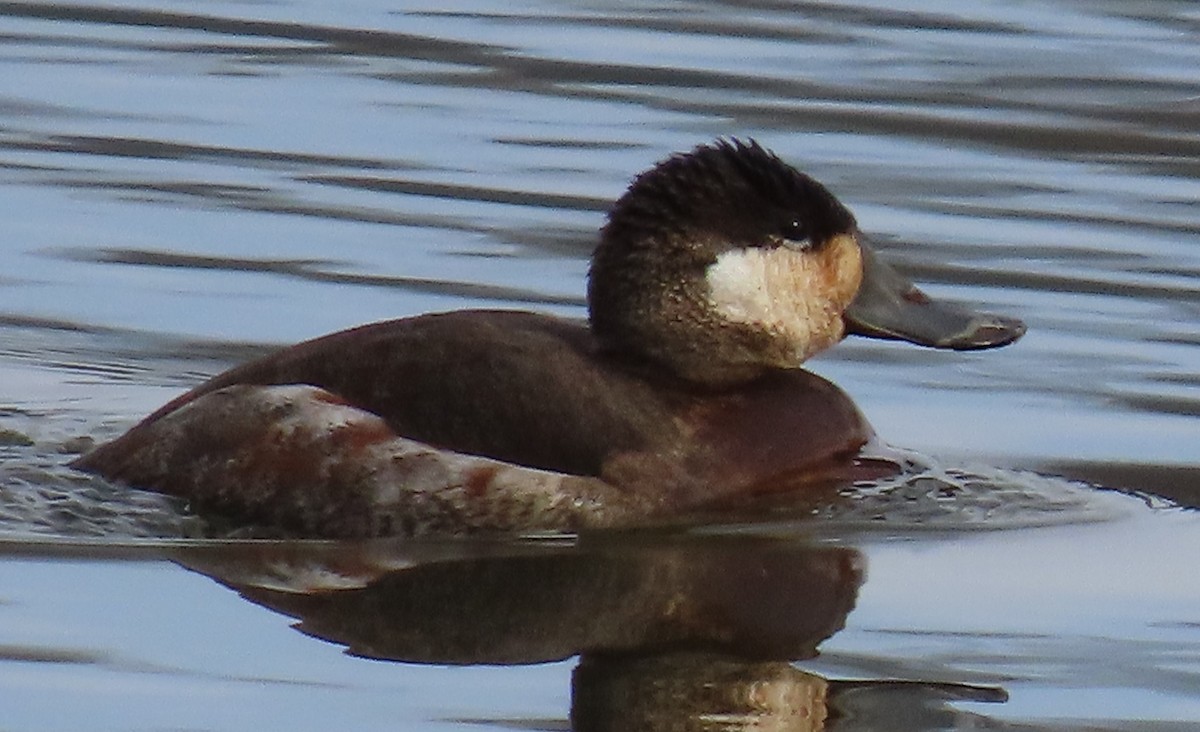 Ruddy Duck - ML531646941