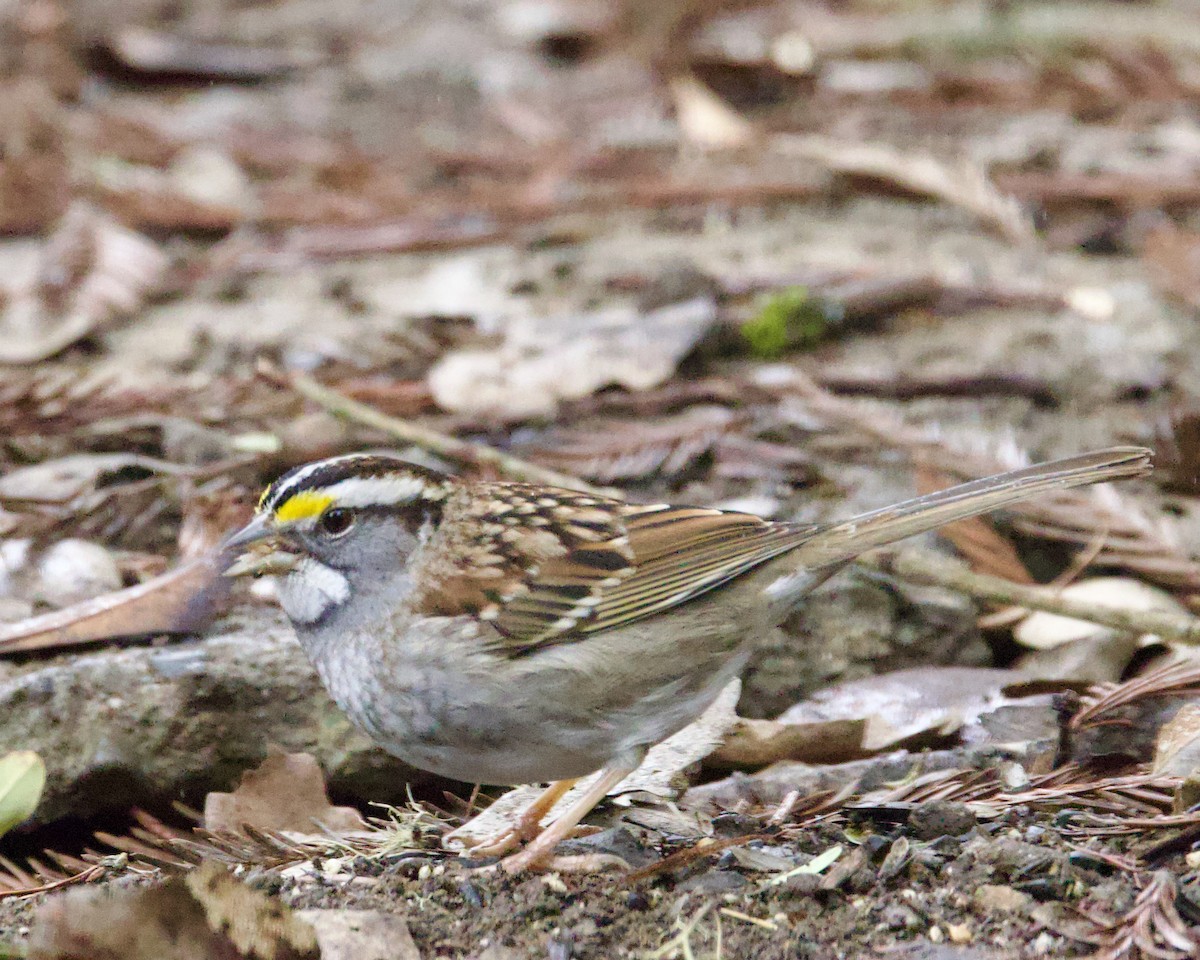 White-throated Sparrow - ML531648451