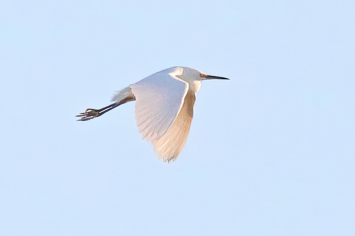 Snowy Egret - ML531649371