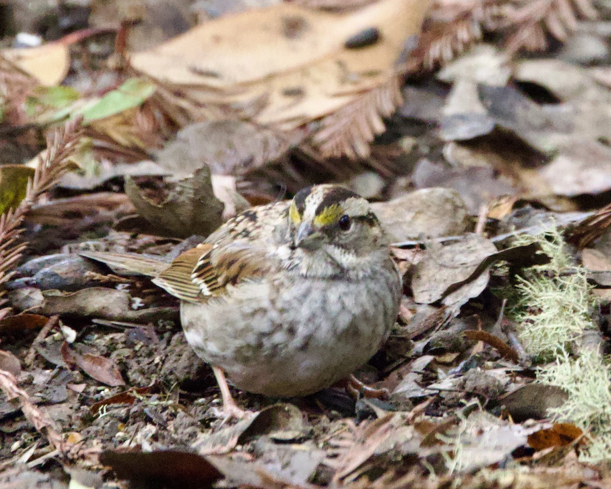 White-throated Sparrow - ML531649721