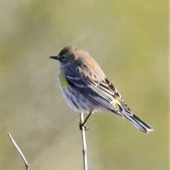 Yellow-rumped Warbler - ML531649871