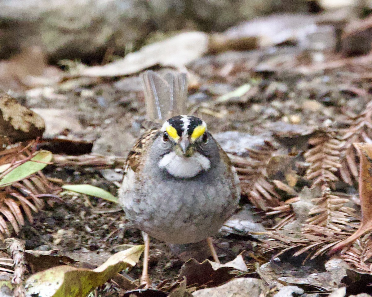 White-throated Sparrow - ML531649951