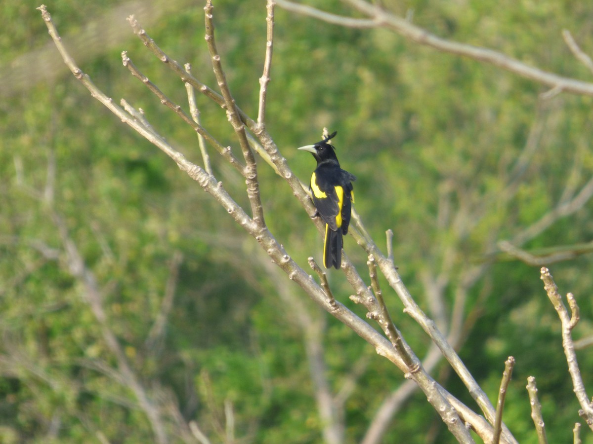 Yellow-winged Cacique - ML531650221