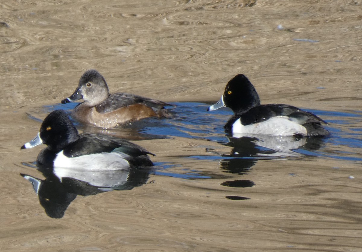 Ring-necked Duck - Gerald "Jerry" Baines