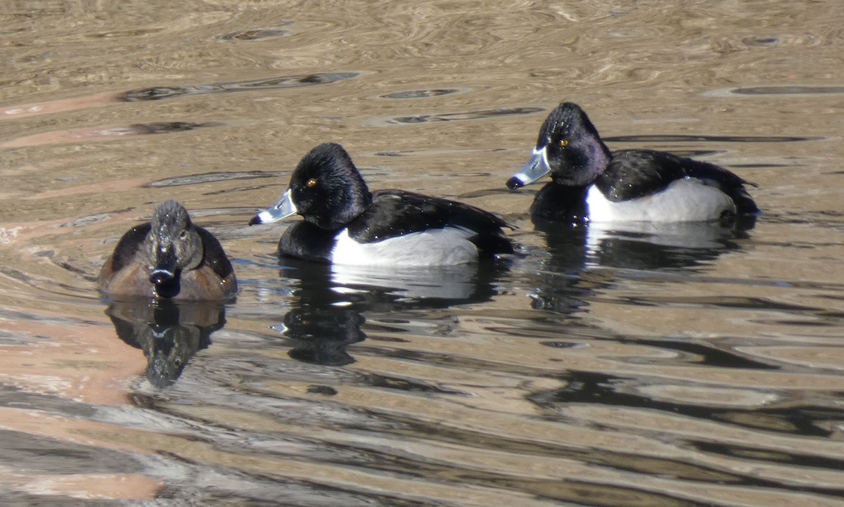 Ring-necked Duck - Gerald "Jerry" Baines