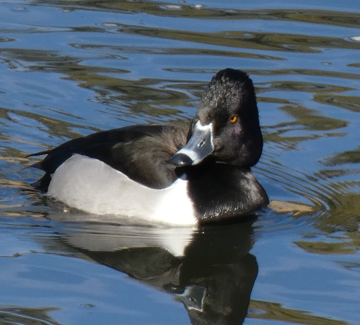 Ring-necked Duck - Gerald "Jerry" Baines