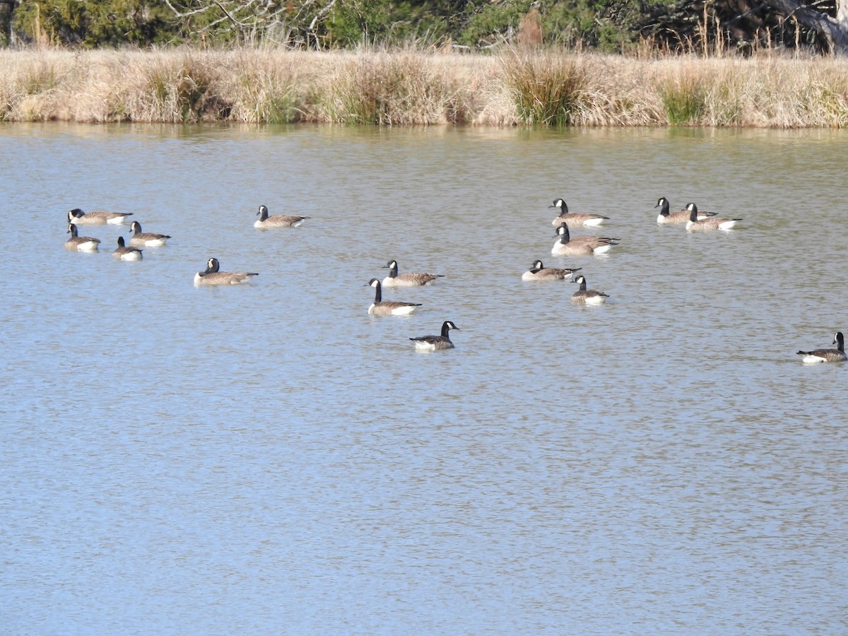 Canada Goose - ML531650471