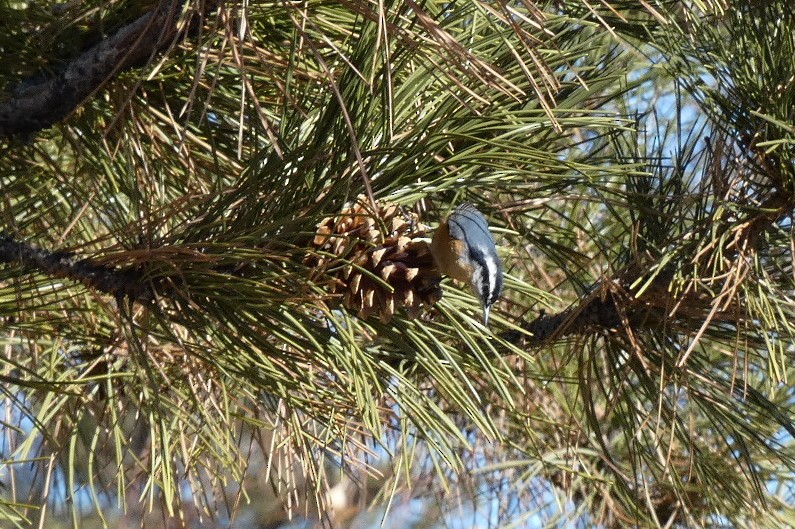 Red-breasted Nuthatch - ML531650511