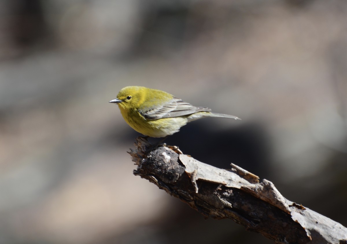 Pine Warbler - ML53165141