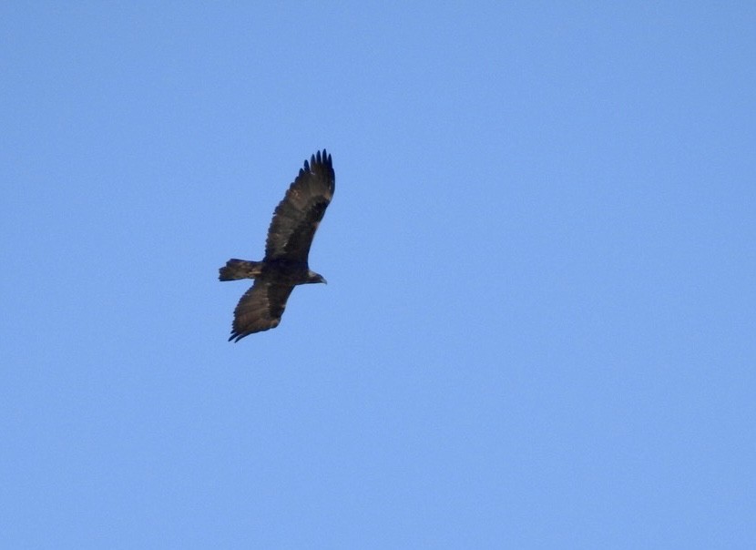 Golden Eagle - ML531651551