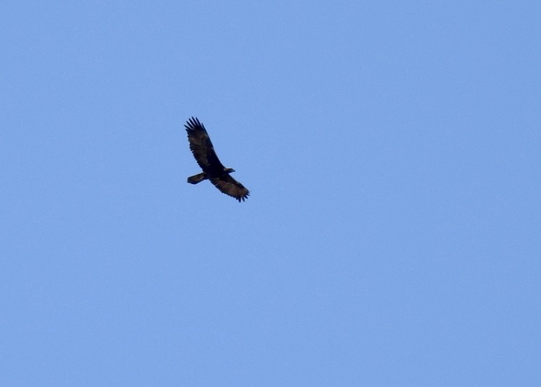 Golden Eagle - ML531651561