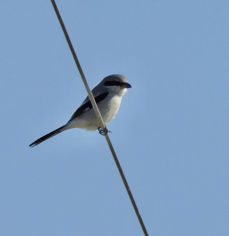 Loggerhead Shrike - ML531651651
