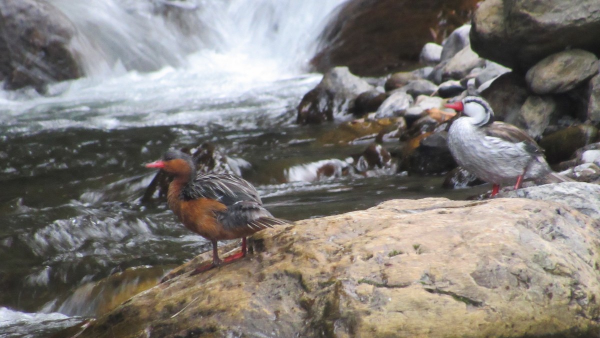 Torrent Duck - Yorman Arias