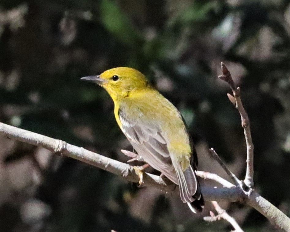 Pine Warbler - ML531653131