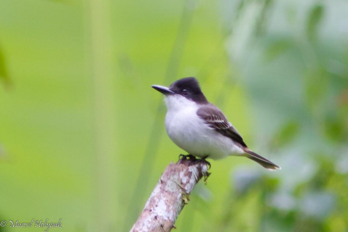 Loggerhead Kingbird - ML531653701