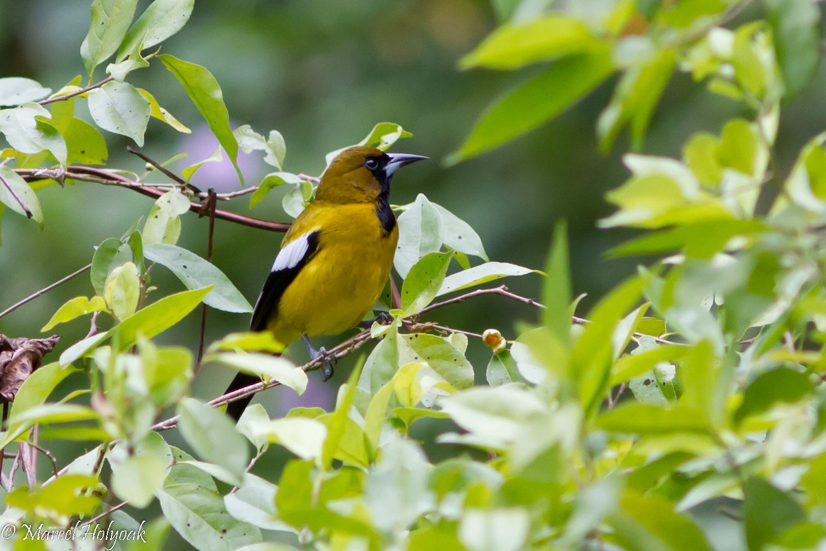 Oriole de Jamaïque - ML531653771