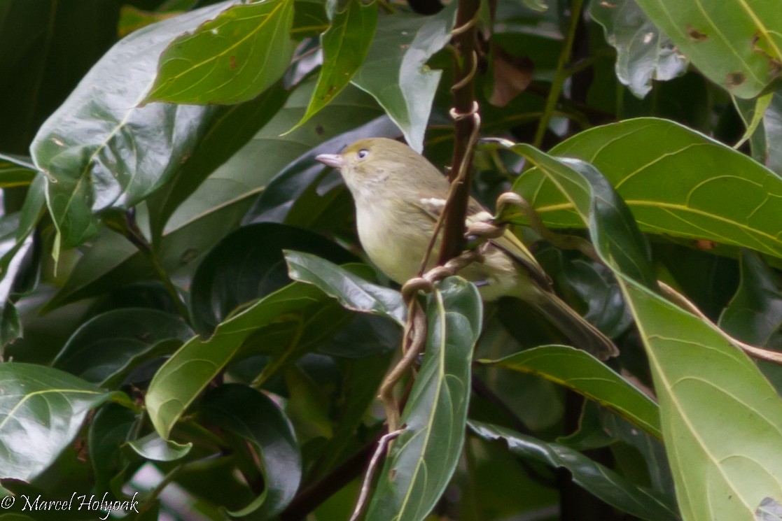 Jamaican Vireo - Marcel Holyoak