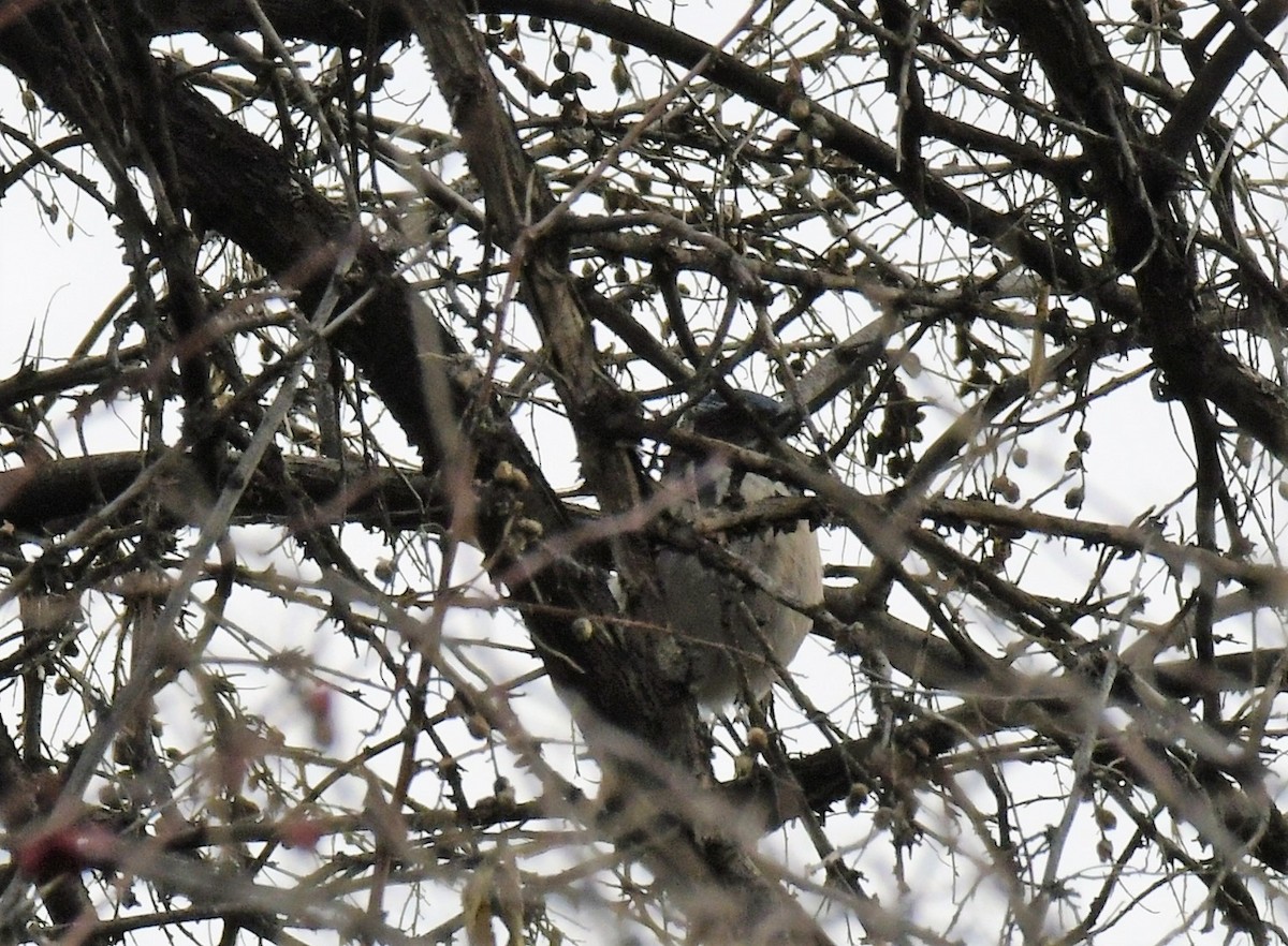 California Scrub-Jay - ML531655701