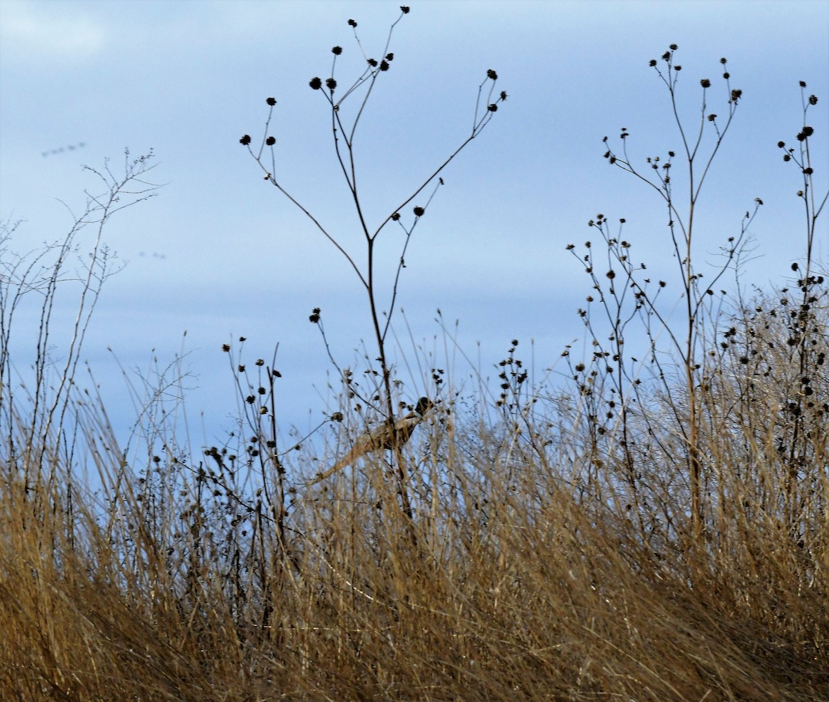 Ring-necked Pheasant - ML531656701