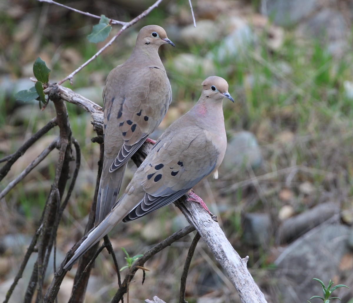 Mourning Dove - ML531657011