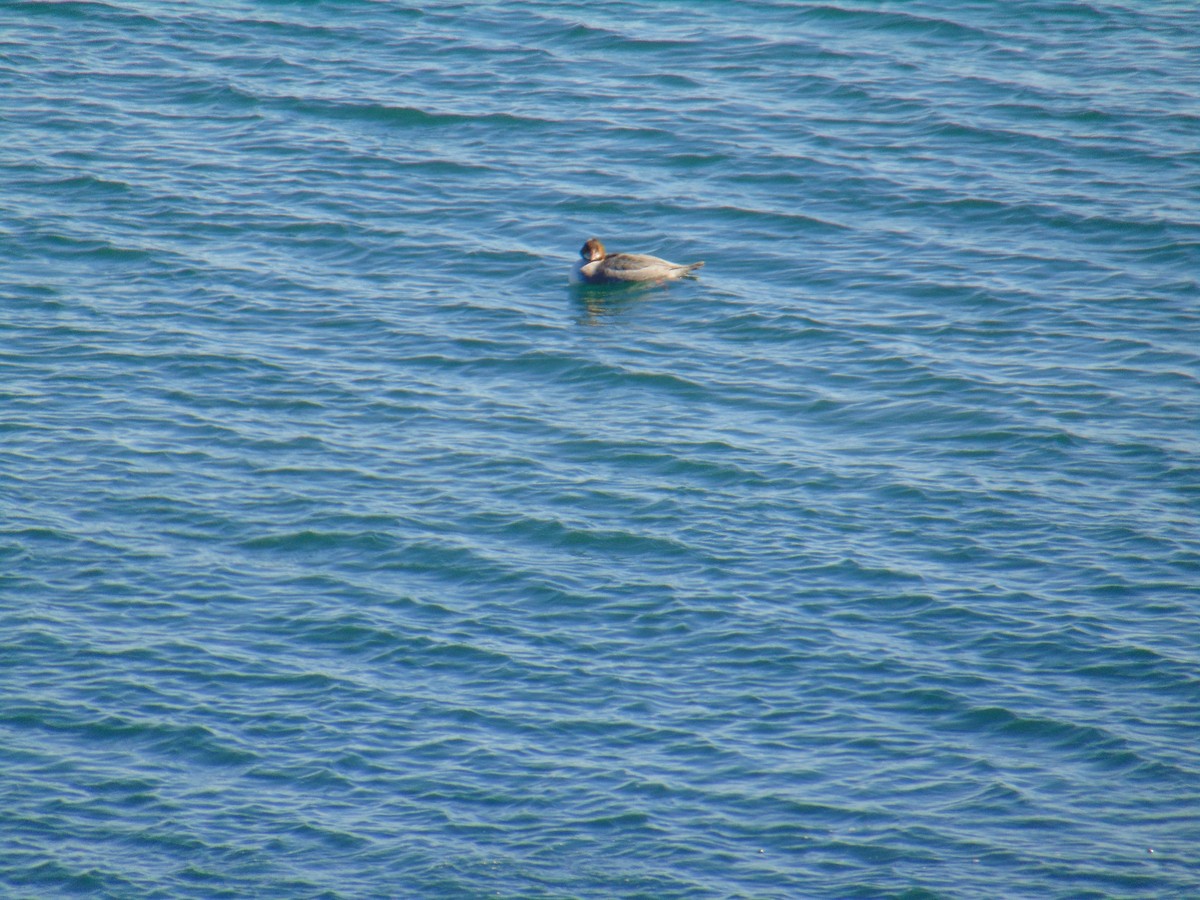 Common Merganser - ML531658341