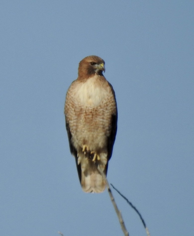 Red-tailed Hawk - ML531658751