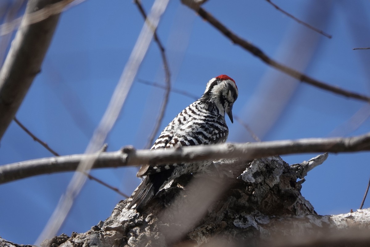 Ladder-backed Woodpecker - ML531660571