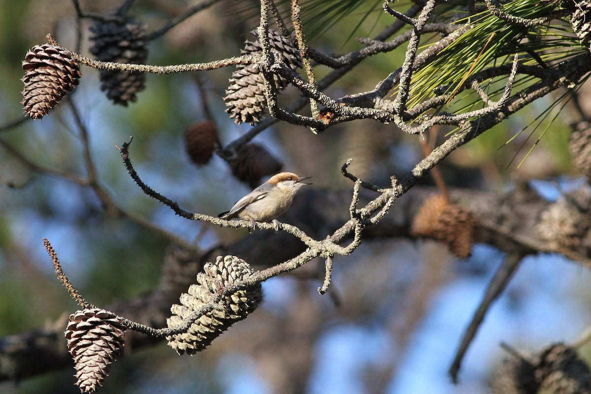 Brown-headed Nuthatch - Robert Ostrowski