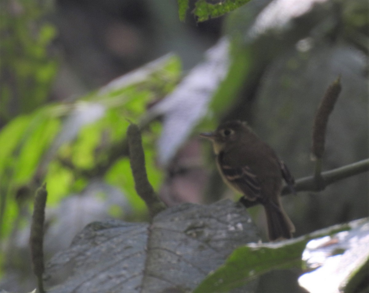 Western Flycatcher (Cordilleran) - Miguel Maza