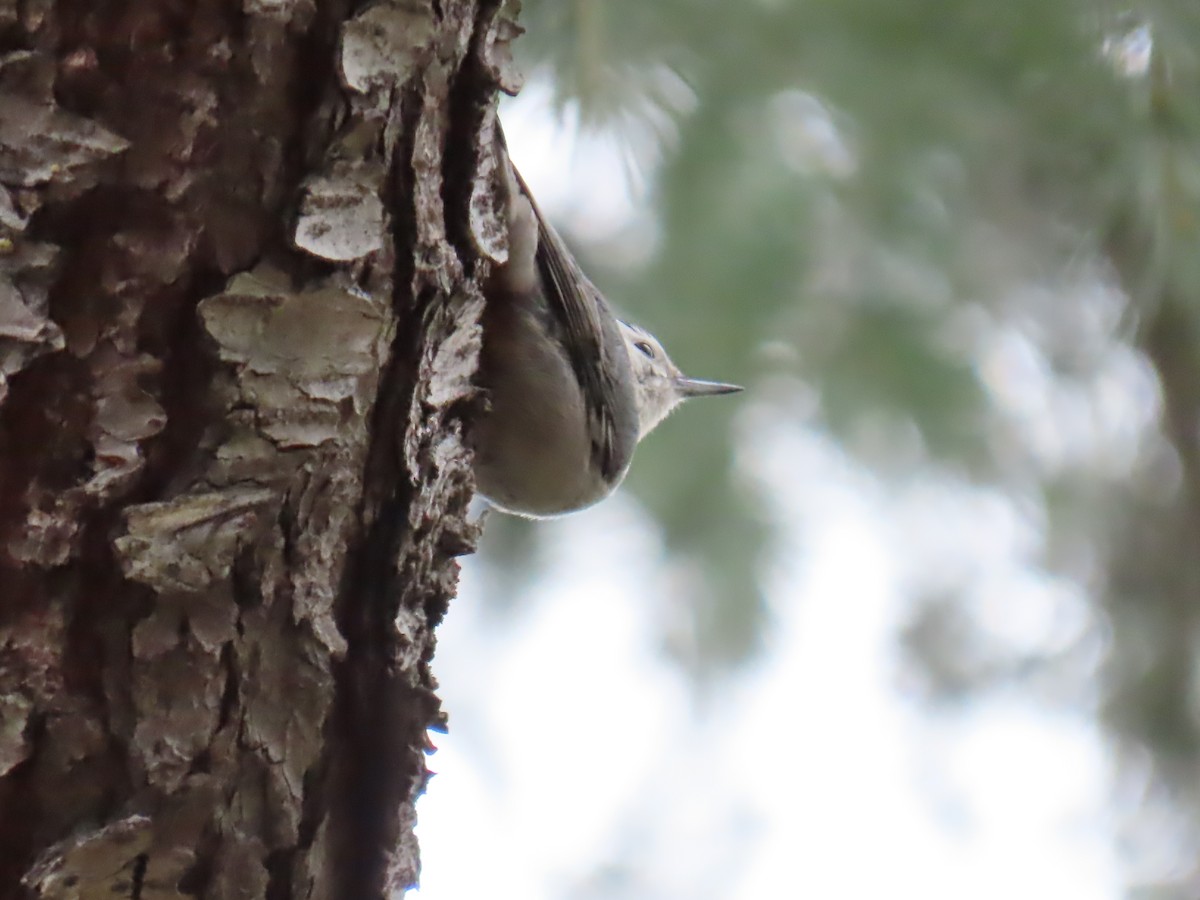 White-breasted Nuthatch - ML531661941
