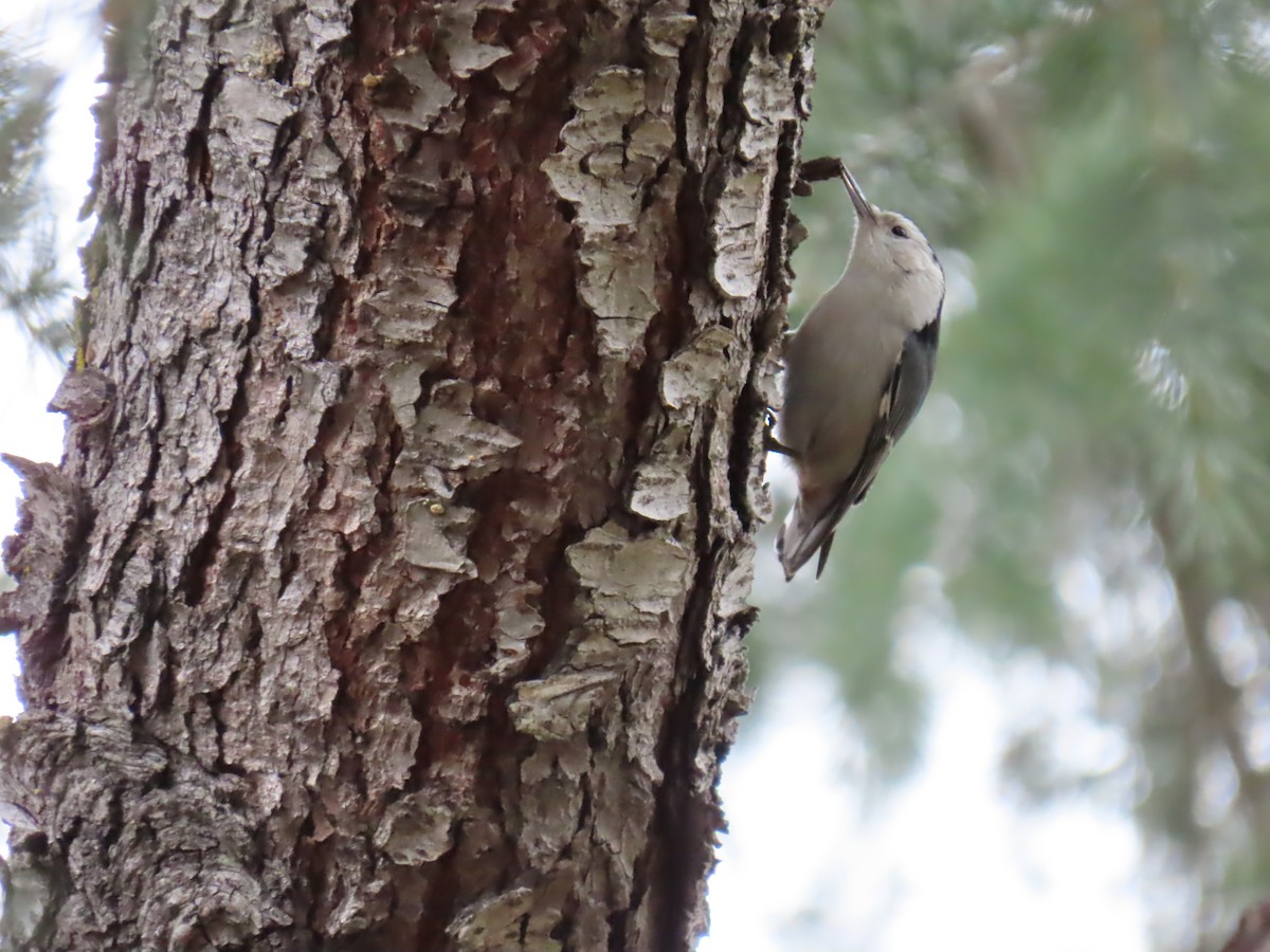 White-breasted Nuthatch - ML531661951