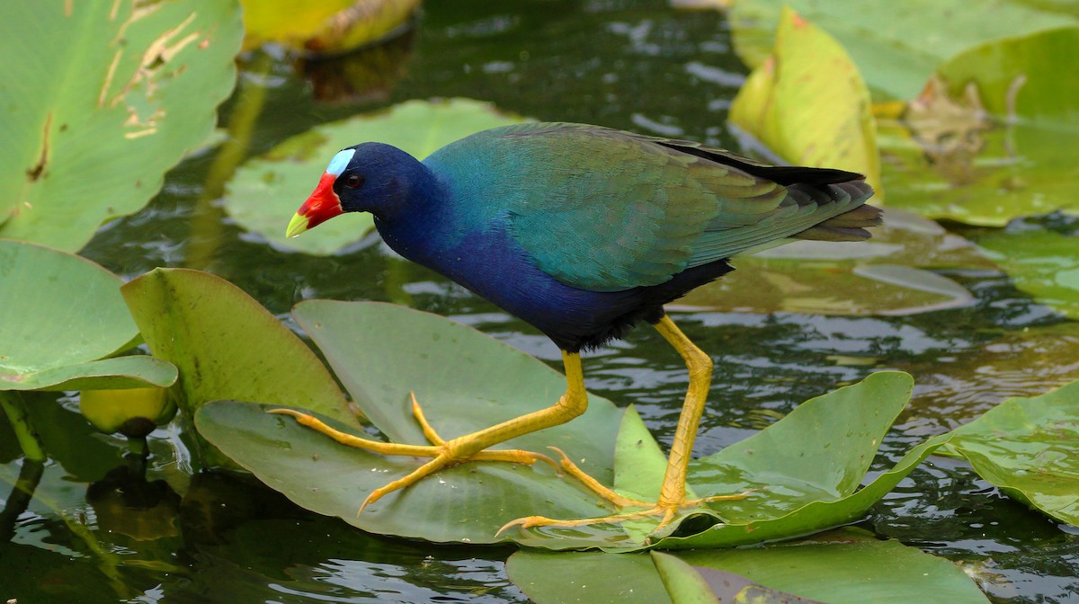 Purple Gallinule - ML53166331