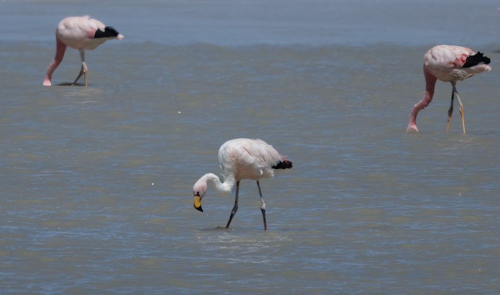 Puna Flamingosu - ML531663501