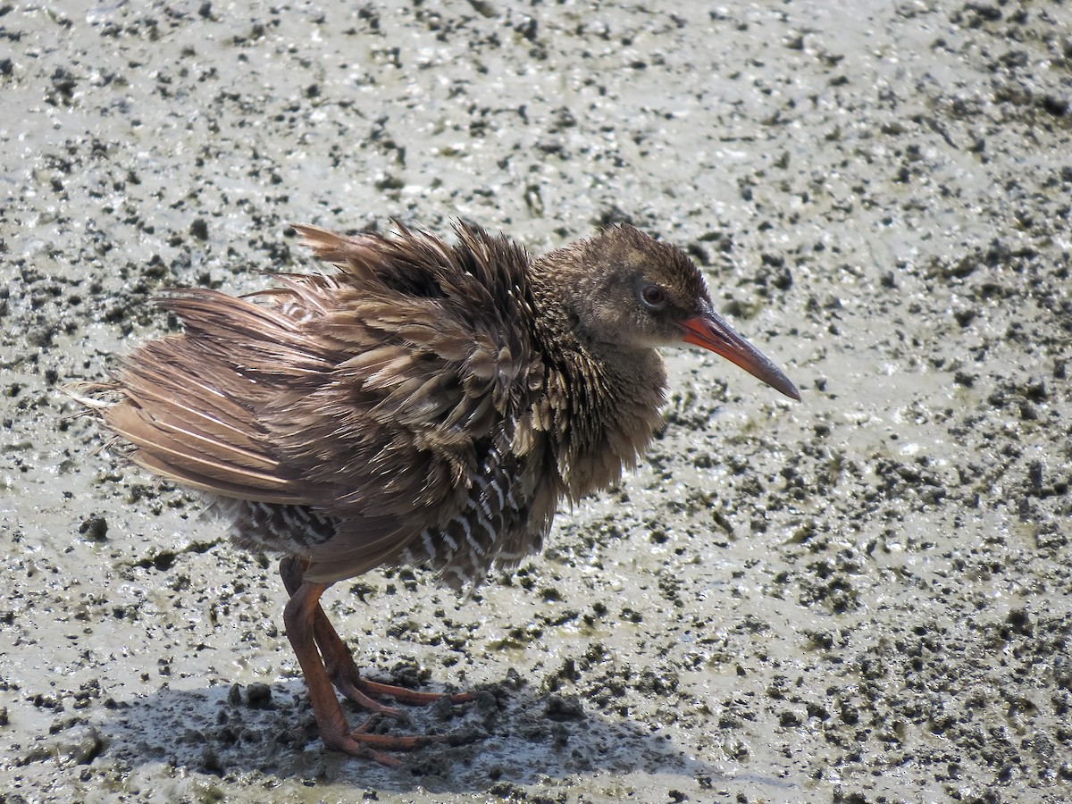 Mangrove Rail - ML531663651