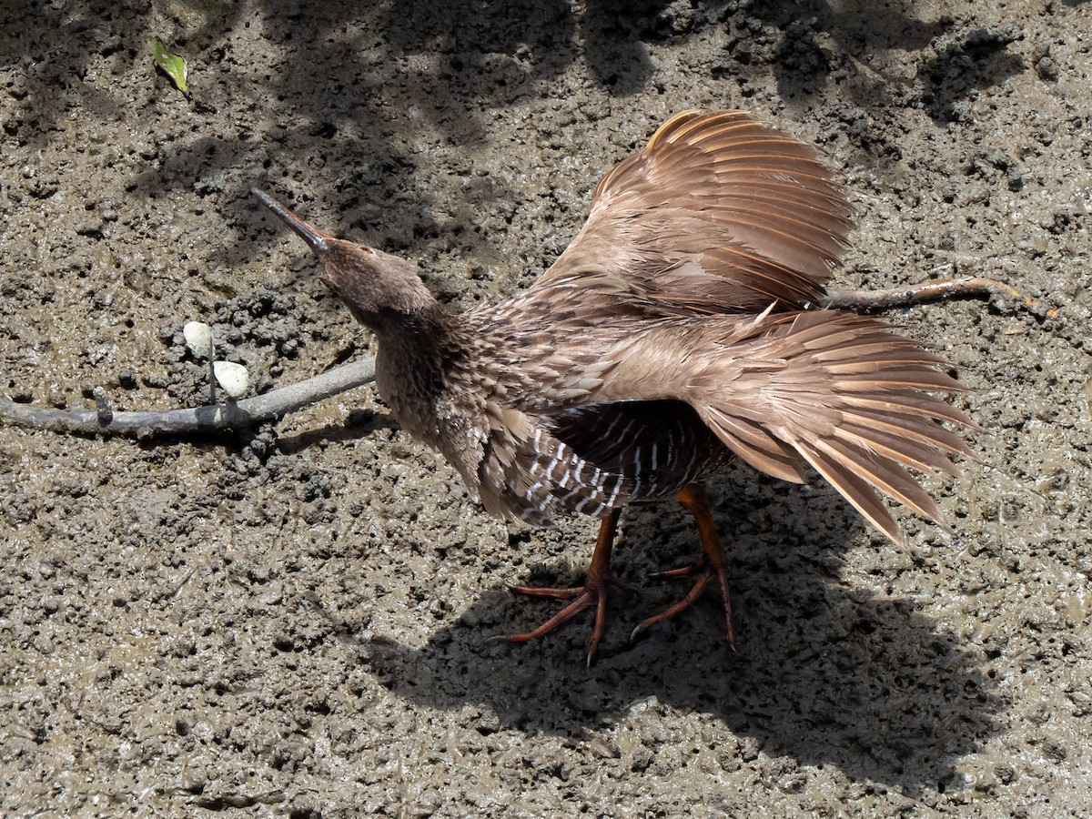 Mangrove Rail - ML531663671