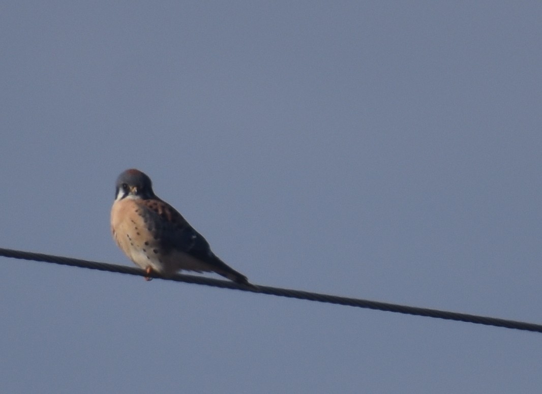 American Kestrel - Sheryl Johnson