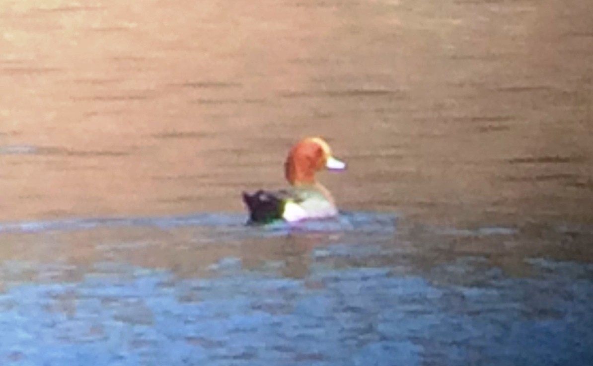 Eurasian Wigeon - ML53166441