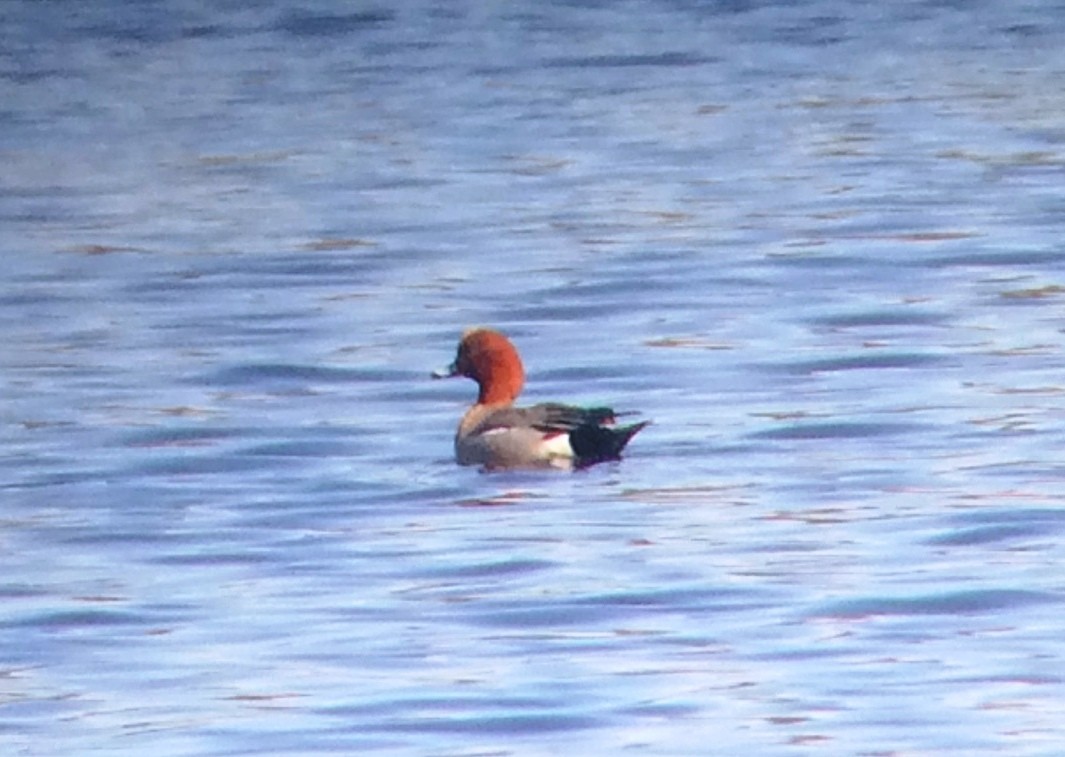 Eurasian Wigeon - ML53166451