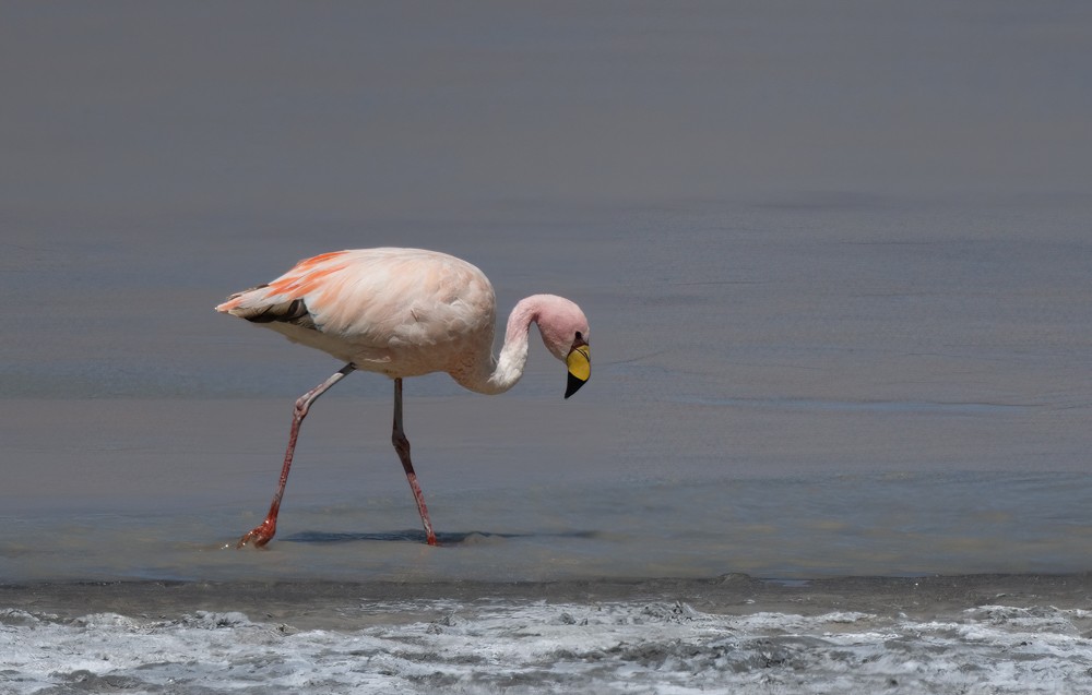 Puna Flamingosu - ML531665291
