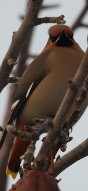 Bohemian Waxwing - ML531665461