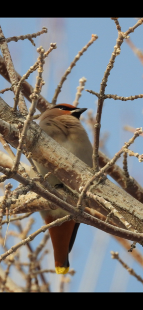 Bohemian Waxwing - ML531665531