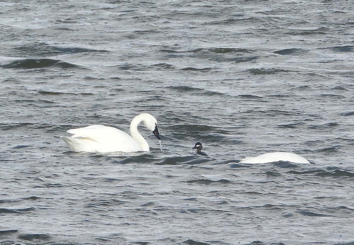 Tundra Swan - Doug Pfeiffer