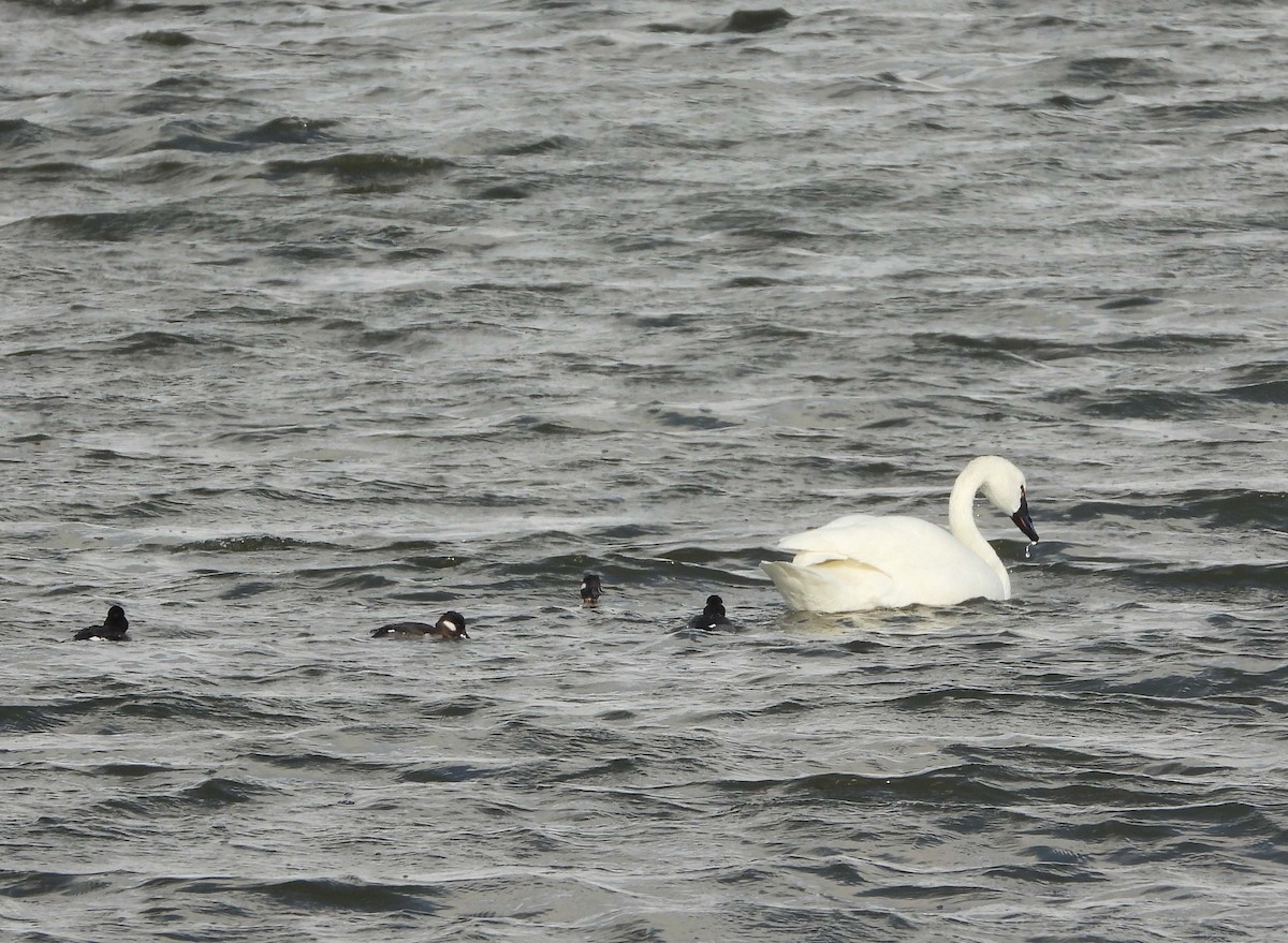 Tundra Swan - ML531666341