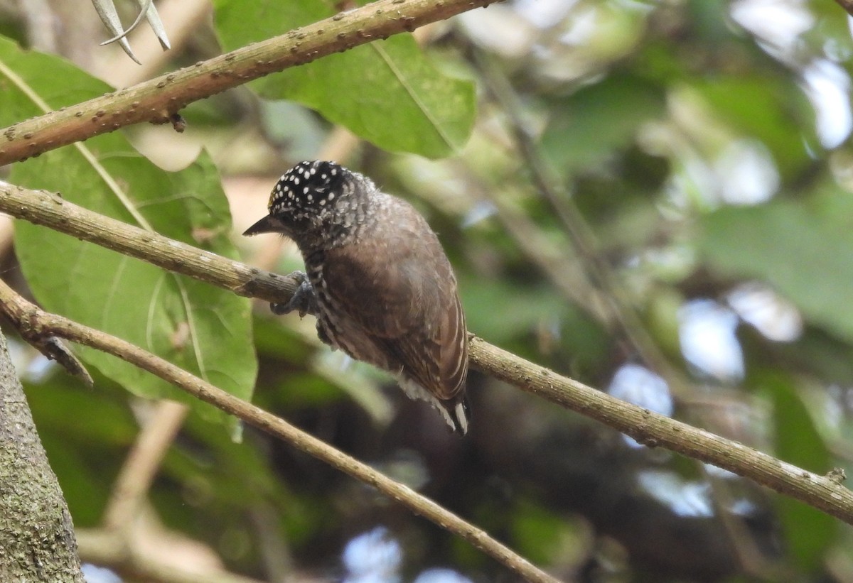 Carpinterito Ecuatoriano - ML531667961